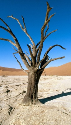 Namib-Naukluft Park, Namib Desert, Namibia, Africa