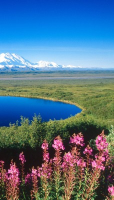 Tundra Pond, Mount McKinley, Denali National Park, Alaska