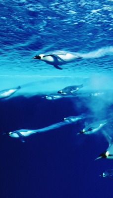 Swimming Emperor Penguins, Antarctica