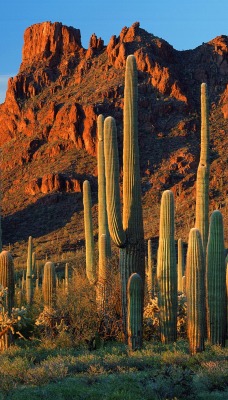 Alamo Canyon, Organ Pipe Cactus National Monument, Arizona
