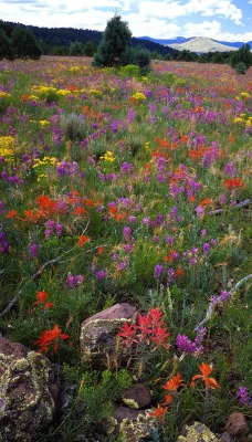 Field of Locoweed, Paintbrush and Gold Flower, Apache-Sitgreaves National Forest, Arizona