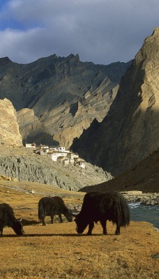 Grazing Yaks, Near Photoskar Village, Ladakh, India