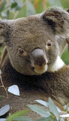 Koala in Eucalyptus Tree, Australia