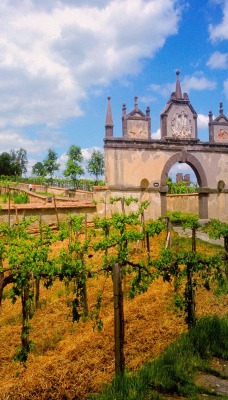 Austrian Vineyard