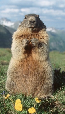 Alpine Marmot, Hohe Tauern National Park, Austria