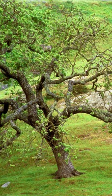 Oak Tree, Santa Rosa Creek, California