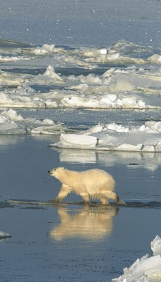 Polar Bear Crossing the Hudson Bay, Churchill, Manitoba, Canada