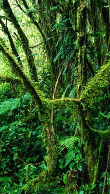 Monteverde Rainforest, Costa Rica