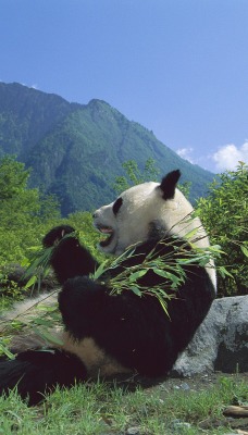 Giant Panda Eating Bamboo, Wolong Nature Reserve, Sichuan, China