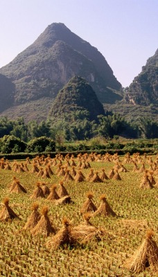 Harvested Rice Field, Li River Area, Yangshuo, Guangxi Province, China