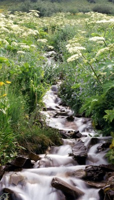 Wildflowers Border a Mountain Stream, White River National Forest, Colorado