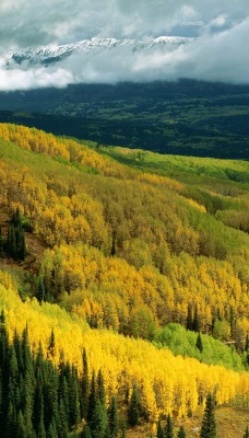 Aspen Forest in Early Fall, Ohio Pass, Gunnison National Forest, Colorado