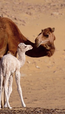 Dromedary Camels, Sahara, Egypt