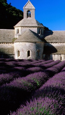 Lavender Field, Abbey of Senanque, Near Gordes, Provence, France