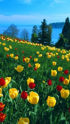 Field of Tulips, Island of Mainau, Germany