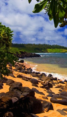 Beach Shade, Moloaa, Kauai, Hawaii