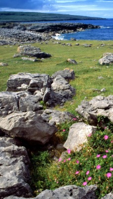 Wildflowers of the Burren, Ireland