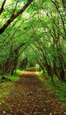 Rossacroo-na-loo Wood, Near Kilgarvan, County Kerry, Ireland