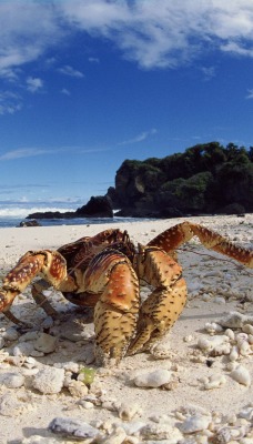 Coconut Crabs, Christmas Island