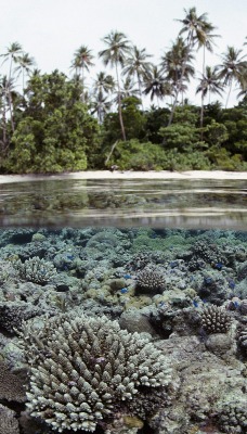 Coral Reef, Solomon Islands