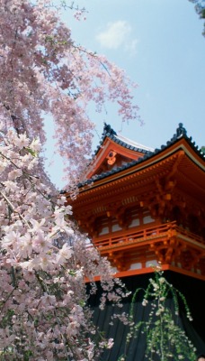 Cherry Blossoms, Ninnaji Temple, Kyoto, Japan