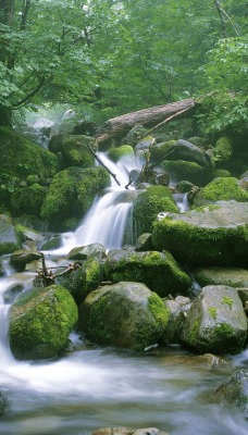 Running Stream Through a Japanese Beech Forest, Shirakami Sanchi, Japan