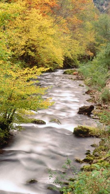 Beech Trees Along the Saliencia River, Somiedo Natural Park, Asturias, Spain