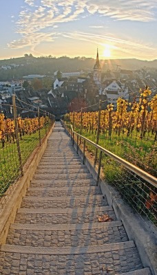 Vineyard at Sunset, Munot Castle, Schaffhausen, Switzerland