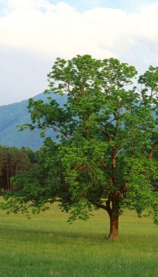 Walnut Tree, Cades Cove, Great Smoky Mountains National Park, Tennessee