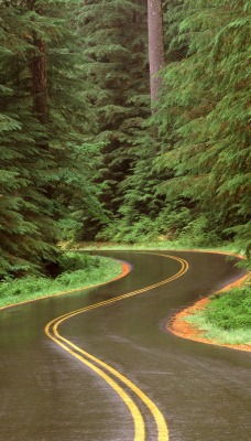 Lush Winding Road, Olympic National Park, Washington