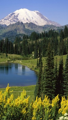 Natural Beauty, Mount Rainier National Park, Washington