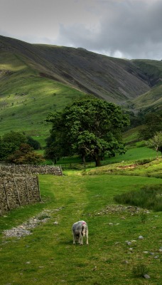 Шотландский каменный забор