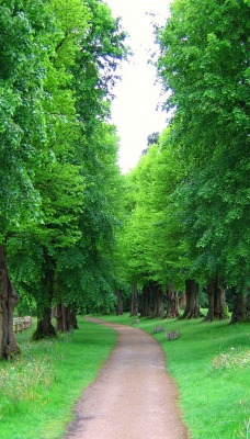 Деревья вдоль тропинки, Англия