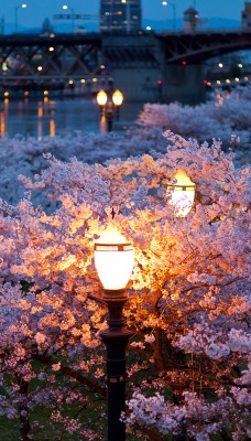 природа деревья траны фонари ночь весна