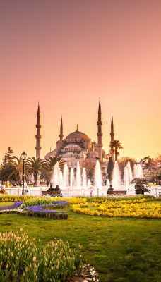 стамбул голубая мечеть растительность