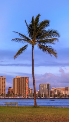 залив берег пальмы город здания