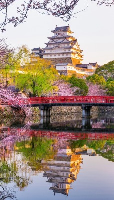 речка япония цветение сакура мост