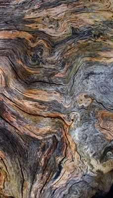 текстура дерево