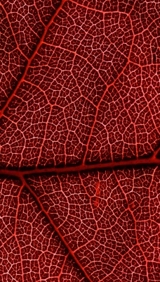 природа лист красный