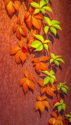 листья ветка стена