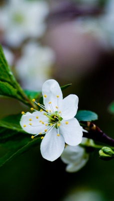 Цветок вишни