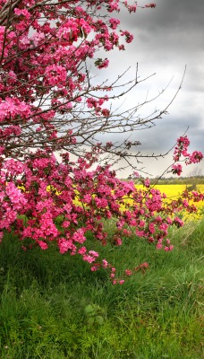 весна цветение дерево поле