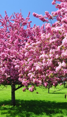цветение весна розовые цветы