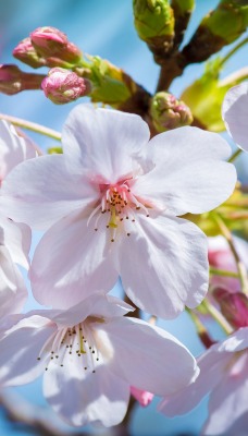 цветение лепестки весна дерево