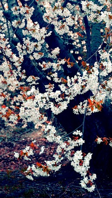 цветение весна деревья