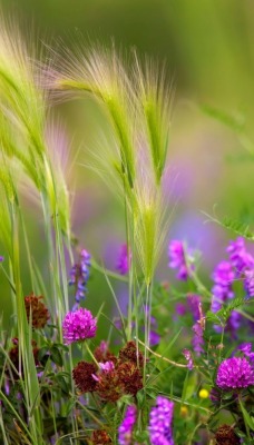трава цветы сиреневые