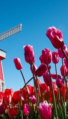 мельница тюльпаны голандия