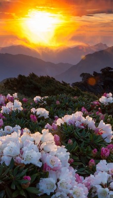 цветы холмы горы рассвет