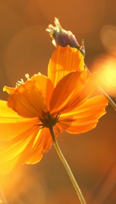 цветок желтый полевой