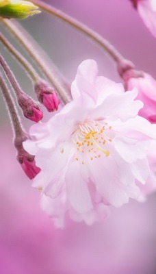 цветок белый весна цветение